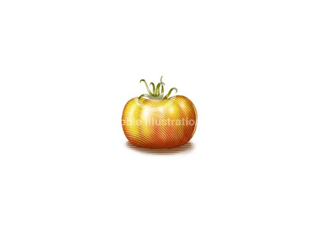 Garden Tomato